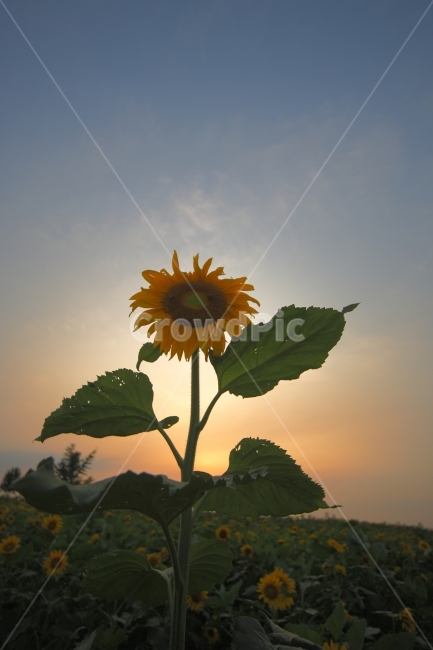 해바라기,sunflower,석양,일몰,하늘,sunset,sky,식물,자연,plants,nature,꽃,flower