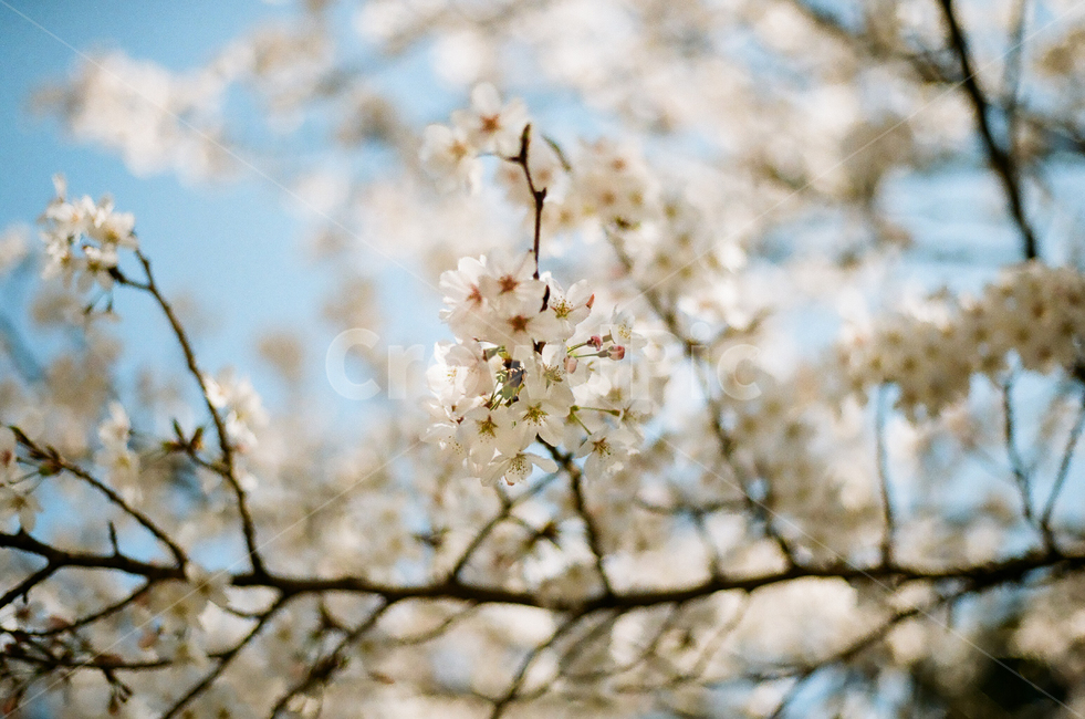plant,식물,blossom,flower,꽃,식물,자연,plants,nature,꽃,flower