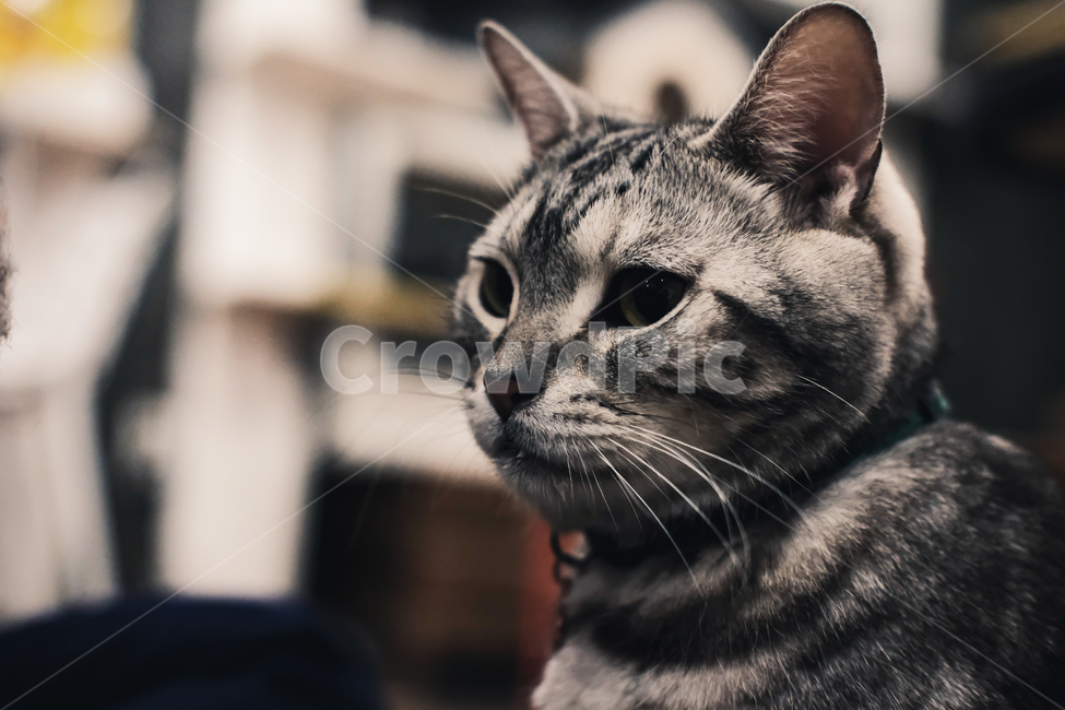 고양이,애완동물,팻,동물,집,동물,animal,포유류,mammal,고양이,cat,kitten,kitty