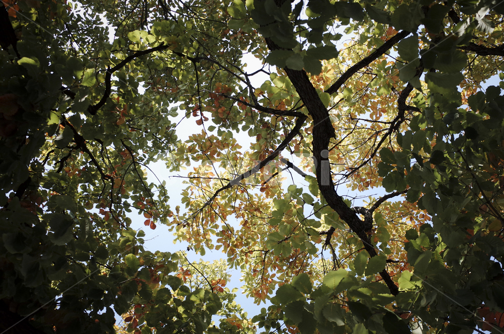 plant,식물,leaf,잎,tree,나무,treetrunk,나무줄기,sky,colorful,colourful