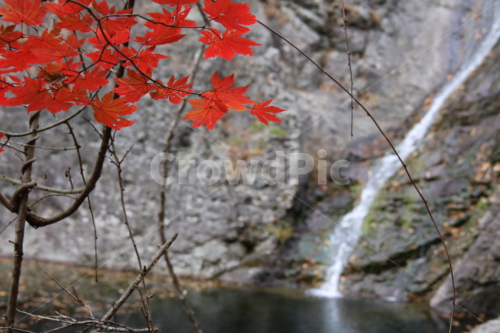 단풍,폭포,가을,가을단풍,단풍나무,가을,계절,fall,autumn,season,plant,식물,leaf,잎,tree,나무