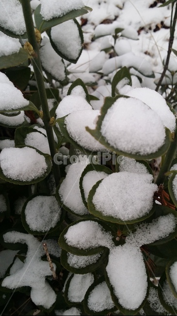 계절,눈,겨울,설경,날씨,하얗다,눈내린풍경,깨끗한풍경,하얀풍경,낙엽,snow,winter,season,흰색,화이트,감성,쌓인눈,겨울,계절,winter,season