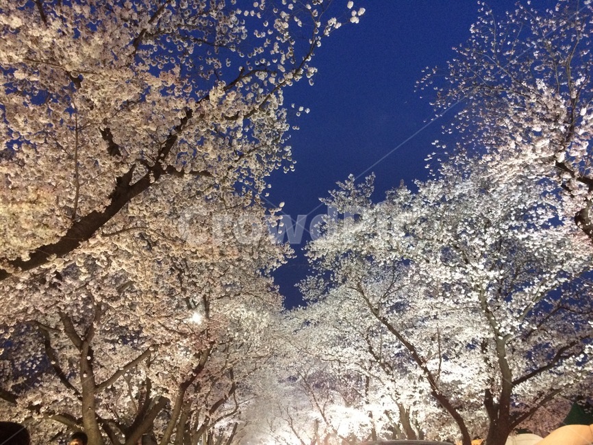 꽃,밤,벚꽃,감성,봄,경주,봄,계절,spring,season,야경,밤,풍경,nightscape,night,landscape,nature,자연,outdoors,옥외,ice,빙