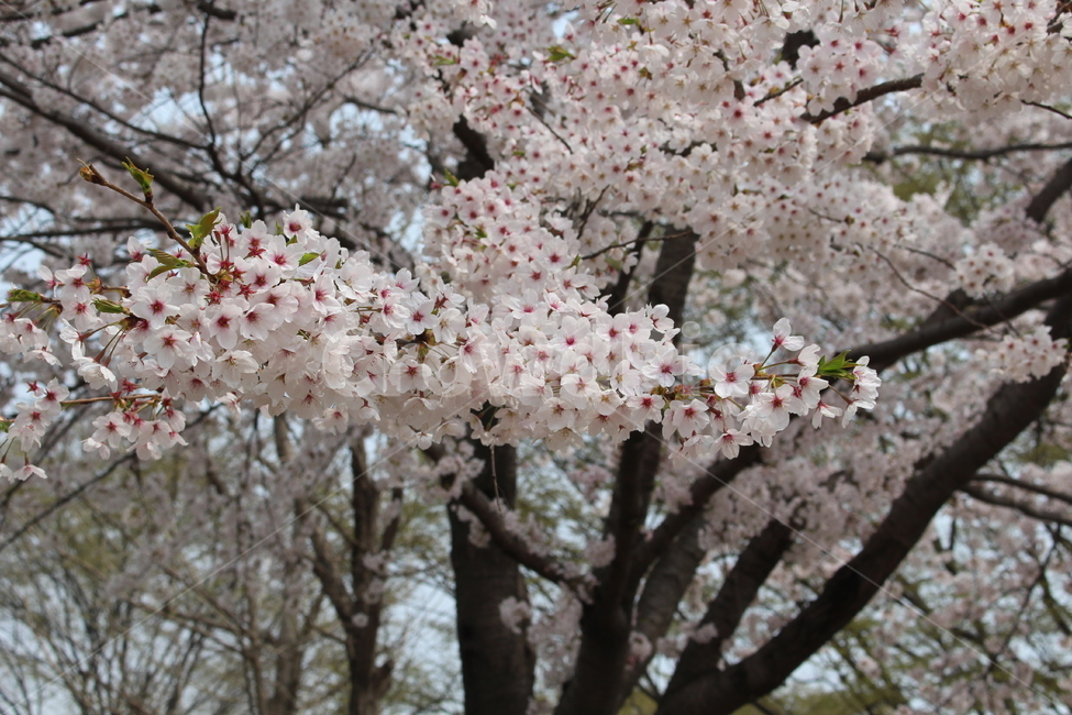 plant,식물,blossom,flower,꽃,cherryblossom,벚꽃