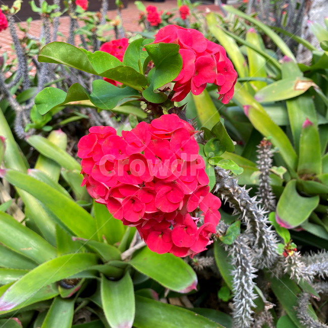 꽃,식물,blossom,flower,plant,빨간꽃