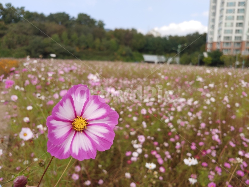 코스모스,가을,꽃,flower,식물,blossom,plant,꽃잎,autumn,fall,가을,계절,fall,autumn,season,geranium,제라늄,petal