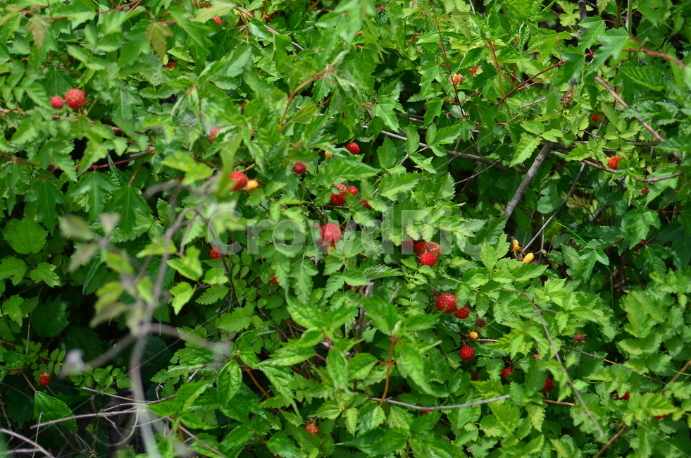 식물,딸기,산딸기,음식,과일,여름,초록,plants,strawberry,raspberry,fruit