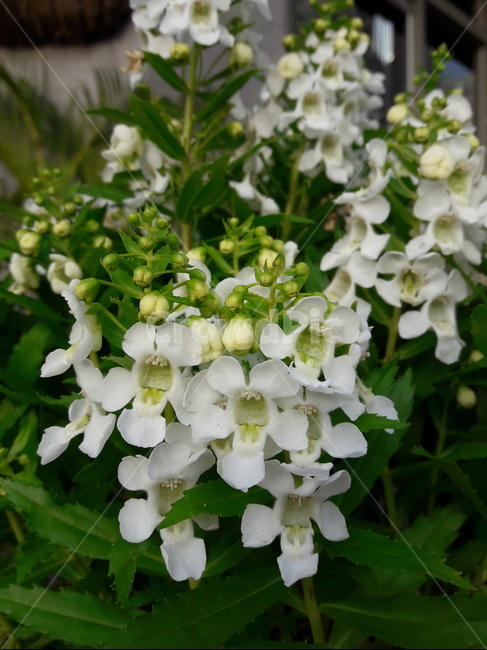 엔젤로니아,angelonia,꽃,flower,야생화,wildflower,식물,plant,식물,자연,plants,nature,꽃,flower