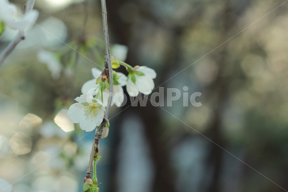 꽃,봄꽃,식물,flower,spring,봄,계절,spring,season,식물,자연,plants,nature,꽃,flower,plant