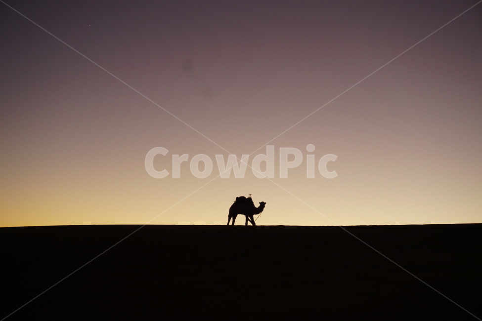 사하라,사막,메르주가,모로코,아프리카,낙타,동물,모래,일몰,sahara,morroco,camel,merzouga,animal,africa,동물,animal,포유류,mammal,실루엣,그림자,silhouette,shadow