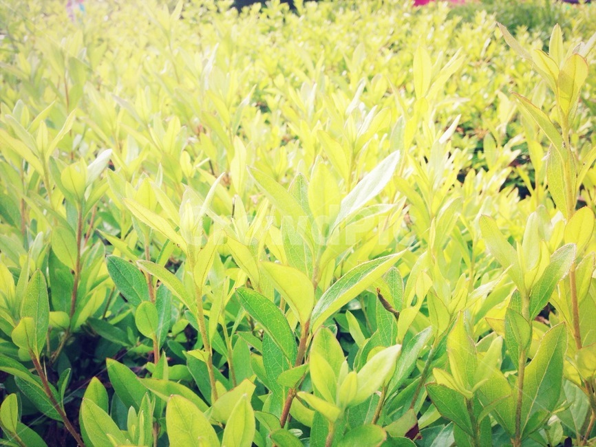초목,vegetation,식물,plant,새싹,이파리,풀,자연,풍경,경치,그린,녹색,green,힐링,힐링사진,싹,햇살,햇빛,시작,생명,봄,spring