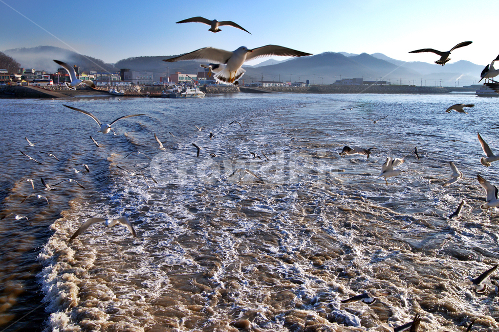 여객선,출항,입항,외포리,강화도,바다,갈매기,섬,물결,동물,animal,조류,새,birds