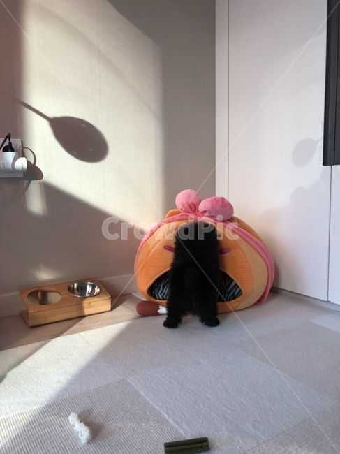 강아지,애완동물,포메라니안,검은색,검정색,dog