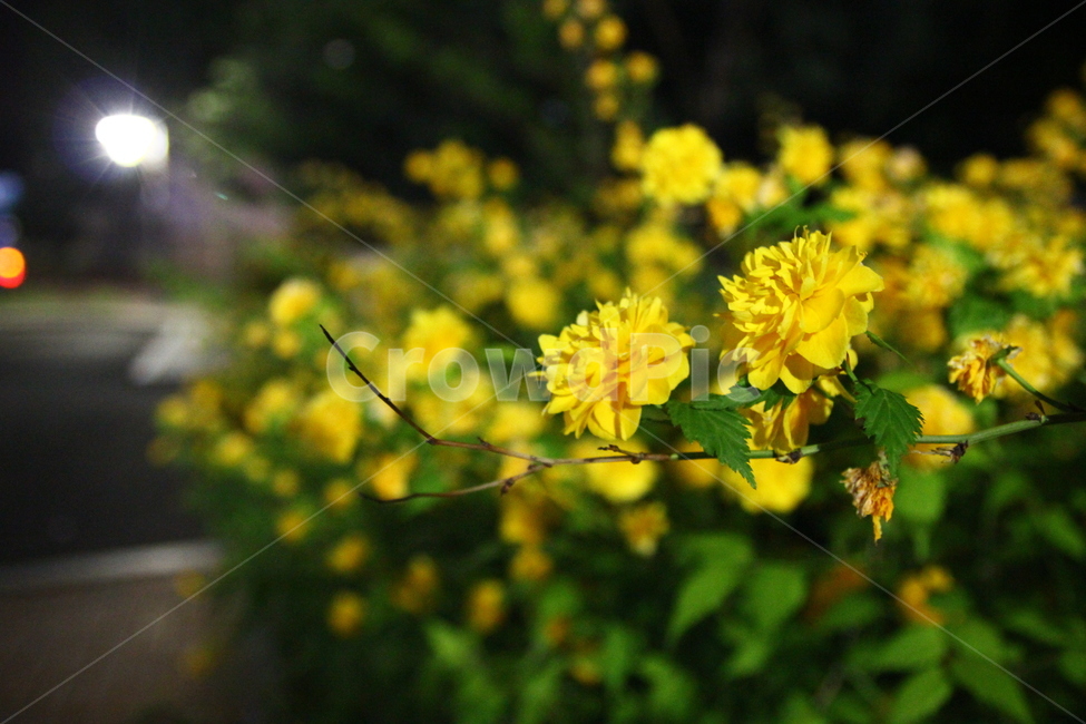 꽃,노랑,가로등,야경,식물,flower,yellow,light,night,식물,자연,plants,nature,꽃,flower