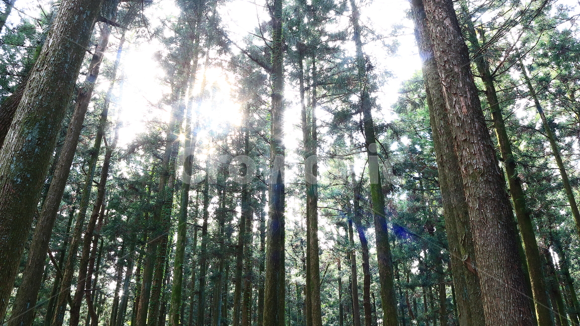 sights,I want to buy it,jeju island,tourism,air,clear air,Phytoncide,trail,healing,road,coolness,dense forest,sight,stillness,quiet,Saryeoni Forest,forest road,rest,green,nature,relaxation,tree,clear,clean,lush,cypress tree,sunlight,light,plant,walking pa