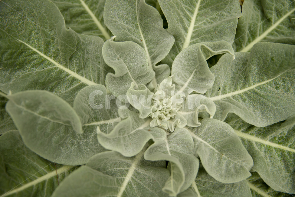 abstract,agriculture,art,artistic,beautiful,blossom,bright,cabbage,closeup,color,colorful,creative,decoration,decorative,design,farm,field,flower,fresh,garden,gardening,graphic,green,growth,healthy,illustration,leaf,modern,natural,nature,organic,pattern,plant,shape,style,summer,surface,vegetable,wallpaper,식물,자연,잎,초록,청록,정원