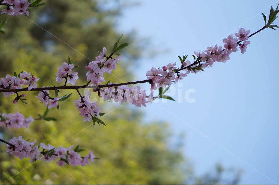복사꽃,핑크,봄,산,낮,빛,봄,계절,spring,season,식물,자연,plants,nature,꽃,flower,plant