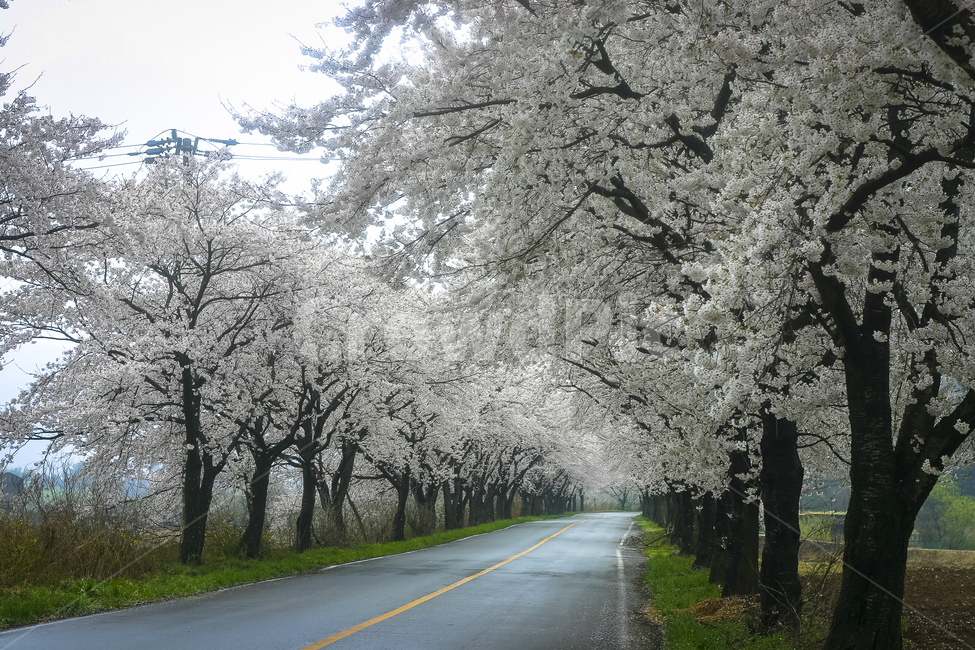 벚꽃,경주,암곡,벚꽃길,cherryblossoms,풍경,나무,봄,벚꽃놀이,봄,계절,spring,season,자연,풍경,nature,landscape,asphalt,아스팔트,road,도로,plant,식물