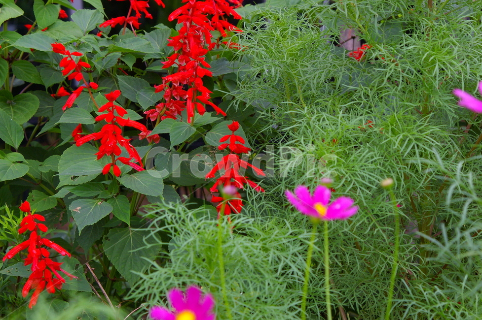 꽃,식물,꽃잎,flower,blossom,코스모스,코스모스꽃,식물,자연,plants,nature,꽃,flower