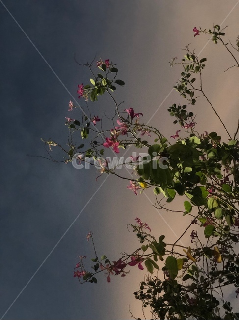 꽃나무,하늘,노을,sunset,pink,분홍색꽃,식물,자연,plants,nature,꽃,flower