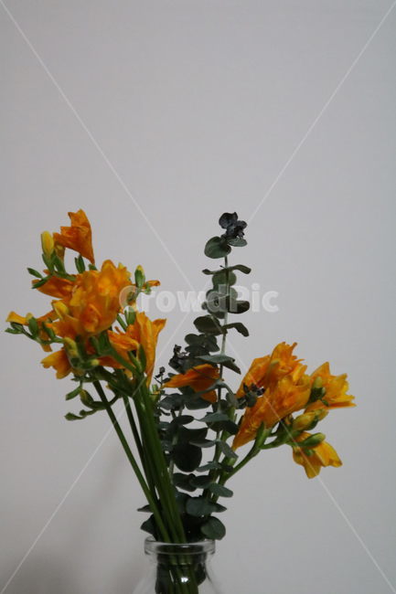 꽃,봄,봄날,프리지어,후레지아,후리지아,노란꽃,식물,흰배경,flower,spring,yellow,plant,freesia,식물,자연,plants,nature,꽃,flower,실내용화초,화분,화초,house plant