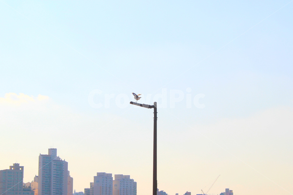 한강,하늘,갈매기,새,저녁,skt,bird,도시,풍경,city,landscape,동물,animal,조류,새,birds
