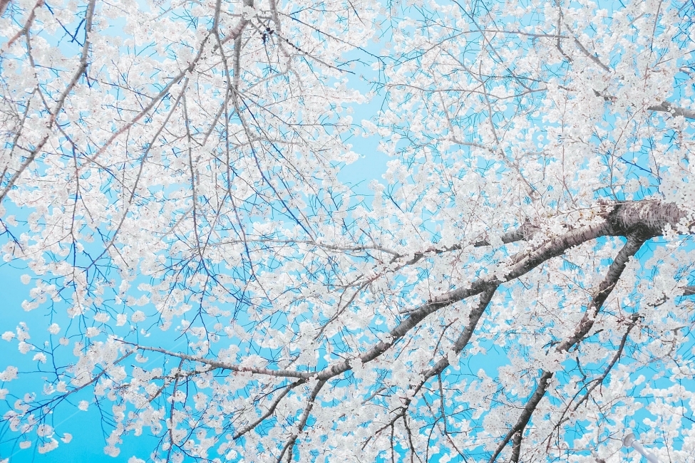 스냅,감성사진,필름,필름사진,필름느낌,사진,벚꽃,벚꽃여행,벚꽃축제,벚꽃사진,봄,계절,구름,여행,국내여행,자연,배경,풍경,배경사진,디자인,소스,봄,계절,spring,season,식물,자연,plants,nature,꽃,flower,색깔,색상,색채,색감,color sense,color sensitivity,feeling of color,plant
