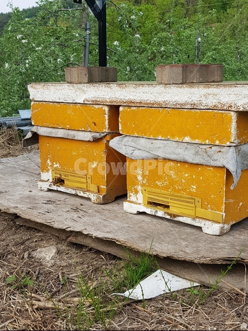 벌,벌집,벌통,bee,hive,꿀벌