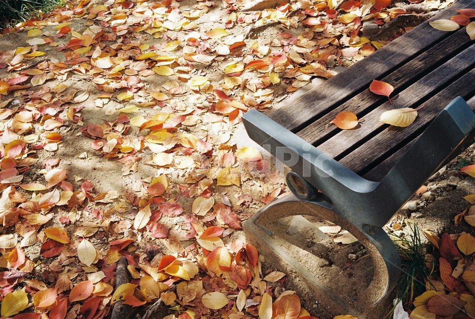 가을,풍경,자연,색감,낙엽,필름사진,감성,나무,가을,계절,fall,autumn,season,plant,식물,leaf,잎