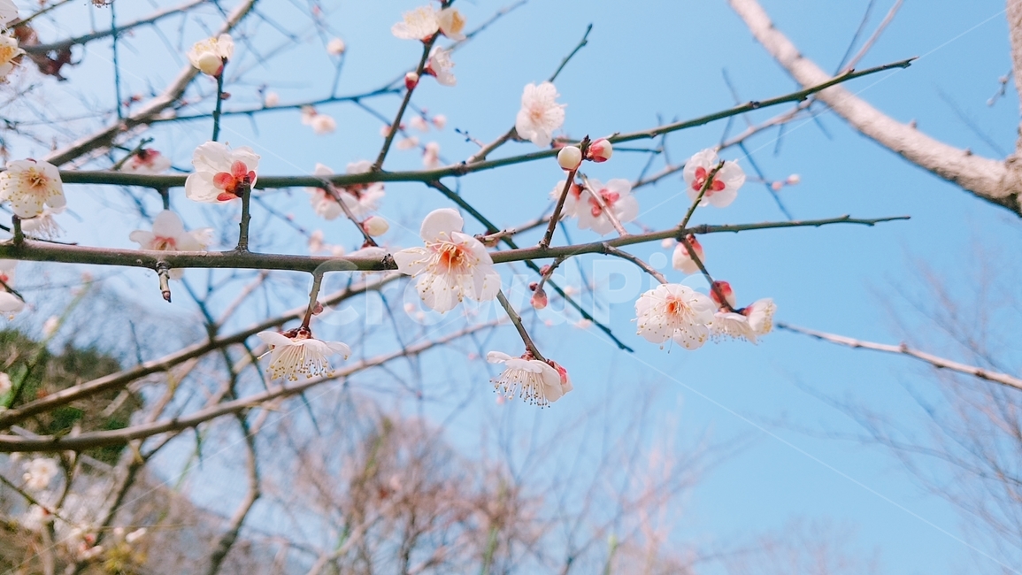 봄,벚꽃,봄꽃,spring,flower,봄,계절,spring,season,plant,식물,blossom,꽃