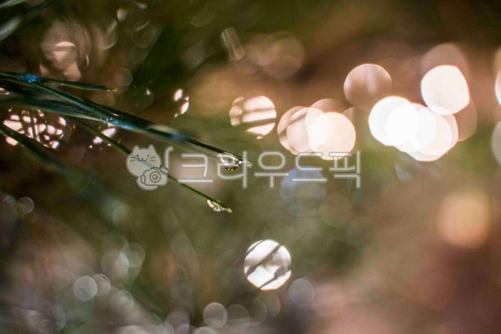 droplet,tree,bokeh,Wallpapers