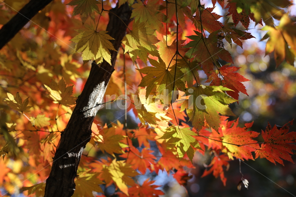 단풍,붉은단풍,가을,나무,나뭇잎,가을,계절,fall,autumn,season,leaf,잎,plant,식물,tree,maple