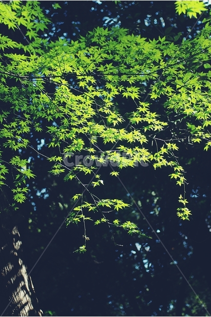 단풍,단풍나무,maple,봄,spring,빛,light,나무,tree,잎,나뭇잎,leaf,식물,자연,plants,nature,감성,sensible,feeling