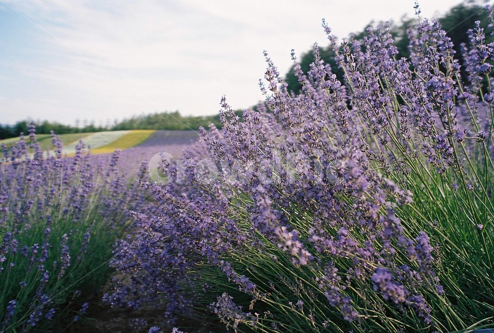 plant,식물,lavender,라벤더,보라,purple,violet,nature,자연,퍼플,바이올렛,식물,자연,plants,nature,꽃,flower