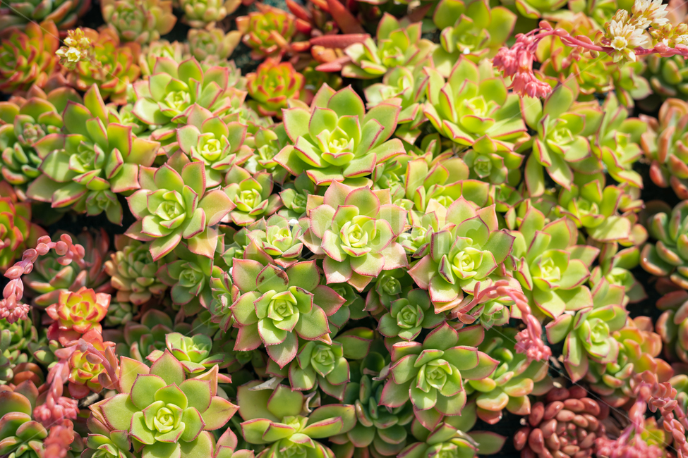 다육이,식물,나무,꽃,정원,식물,자연,plants,nature