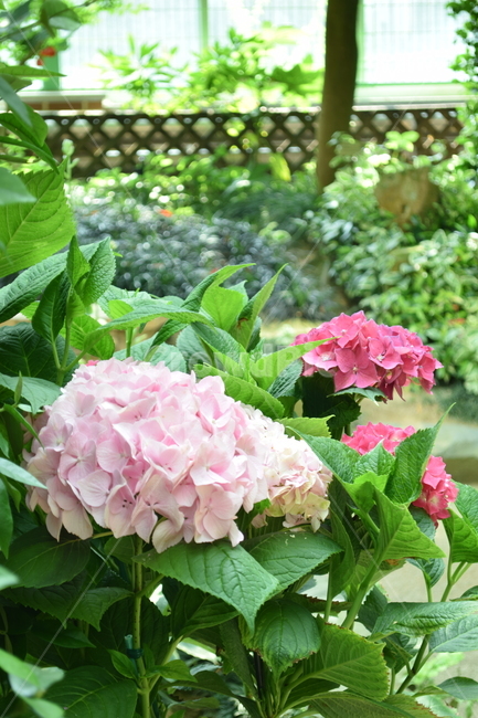 연분홍,진분홍,한다발,부케,수국,식물,자연,plants,nature,꽃,flower