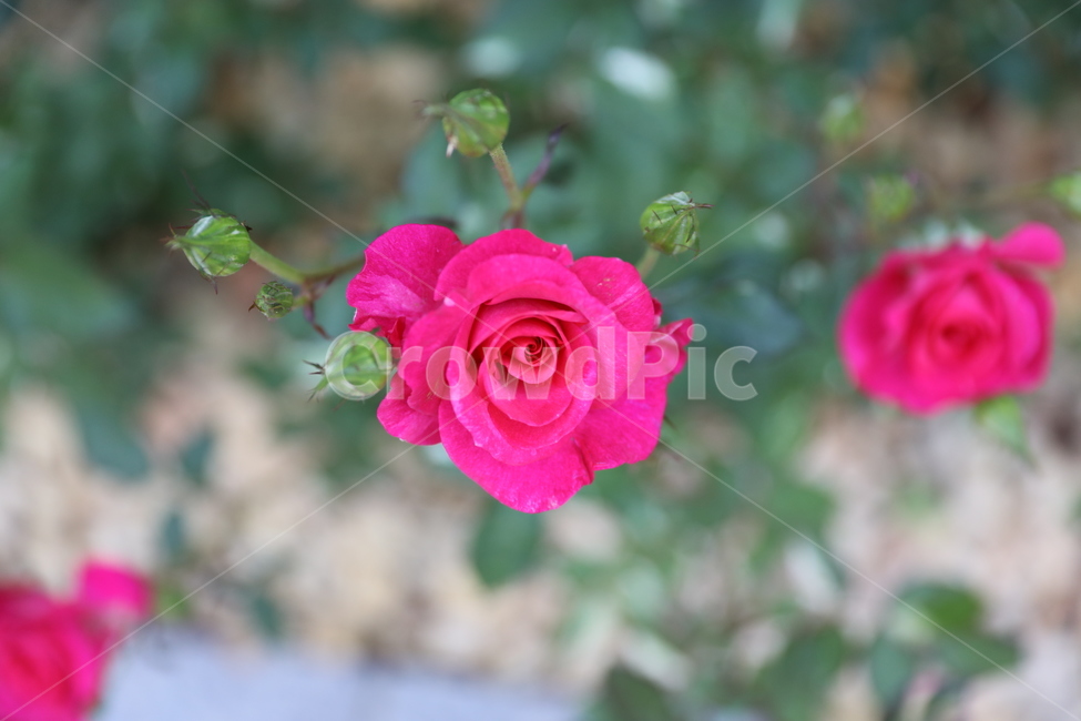 장미꽃,장미,rose,장미접사,장미공원,개화,봄,식물,자연,plants,nature,꽃,flower