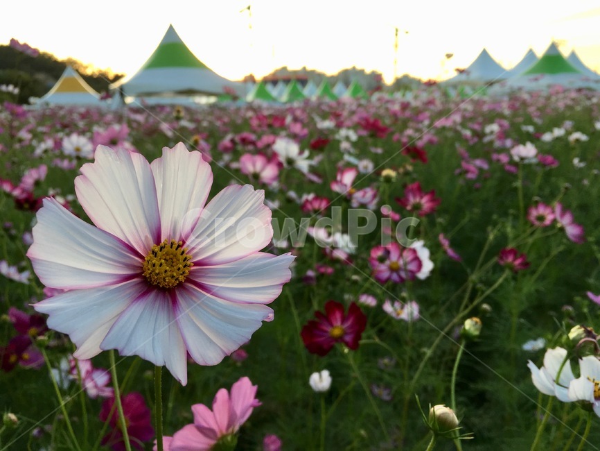 가을,코스모스,한강,한강공원,공원,cosmos,autumn,가을,계절,fall,autumn,season,식물,자연,plants,nature,꽃,flower,plant