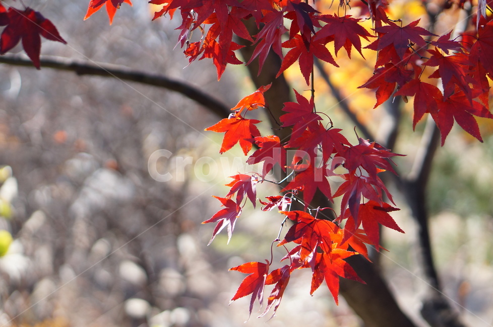가을,단풍,나무,풍경,빨강,낮,햇빛,leaf,잎,plant,식물,tree,maple