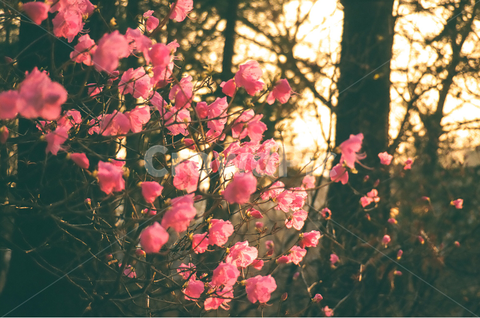 꽃,flower,자연,nature,진달래,계절,봄,spring,season,풍경,landscape