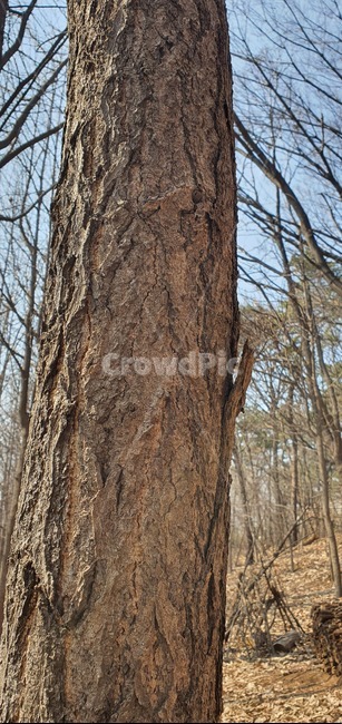 나무껍질,봄날,무늬가있는,가지들,나무,tree