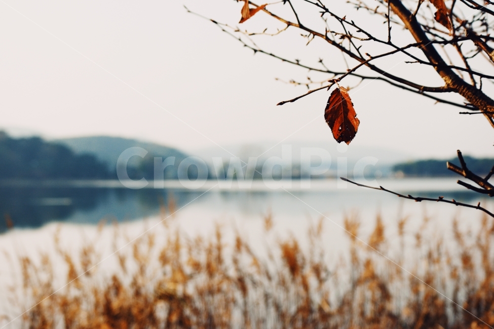 가을,만추,강,갈대,낙엽,단풍,경관,풍경,새,고요,아침,자연,풍광,nature,landscape,한국자연풍경,한자연경관,koreanaturelandscape,감성,감정,sensible,feeling,emotion,계절,season,마을,rural,한국전통,한국문화,koreatraditional,koreaculture,plant,나무,trees,wood,가을,계절,fall,autumn,season,식물,자연,plants,nature,나무,trees,wood,감성,sensible,feeling,leaf,잎