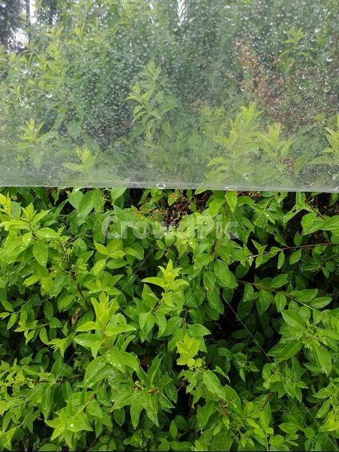 비,빗방울,우산,나무,투명우산,Transparent,umbrella,raindrop,tree,rain