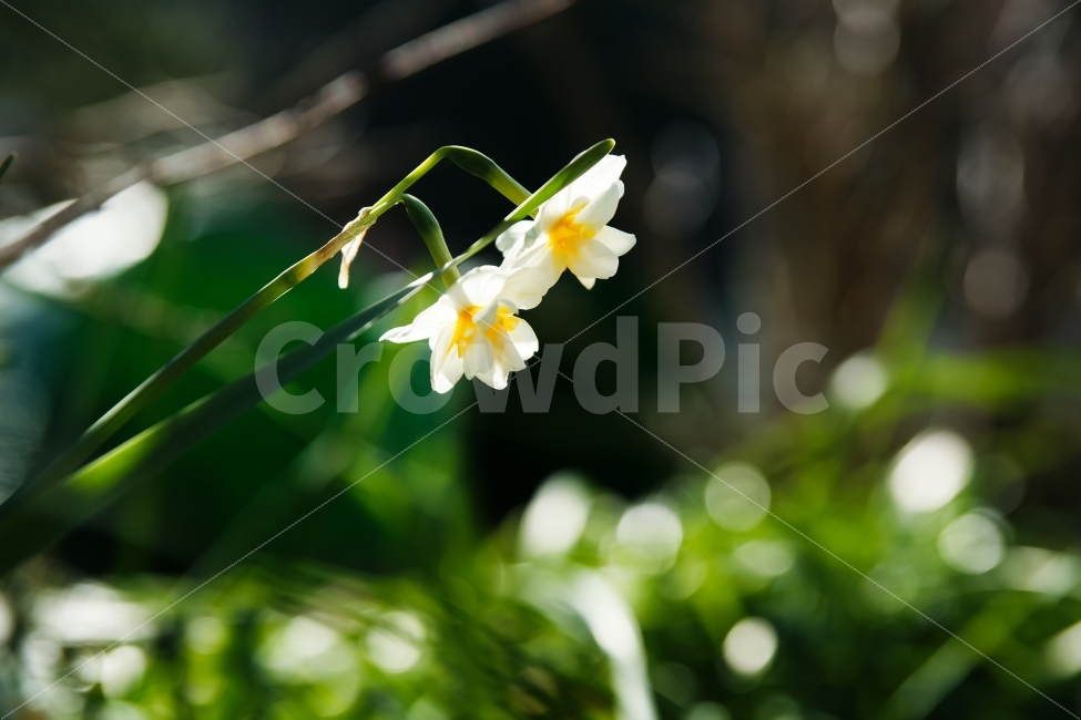 식물,수선화,한쌍,봄,흰꽃,햇쌀,Paperwhite,식물,자연,plants,nature,봄,계절,spring,season,꽃,flower,plant
