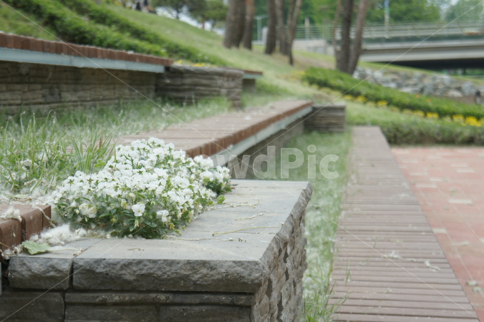 식물,plant,벤치,꽃,flower,식물,자연,plants,nature,꽃,flower