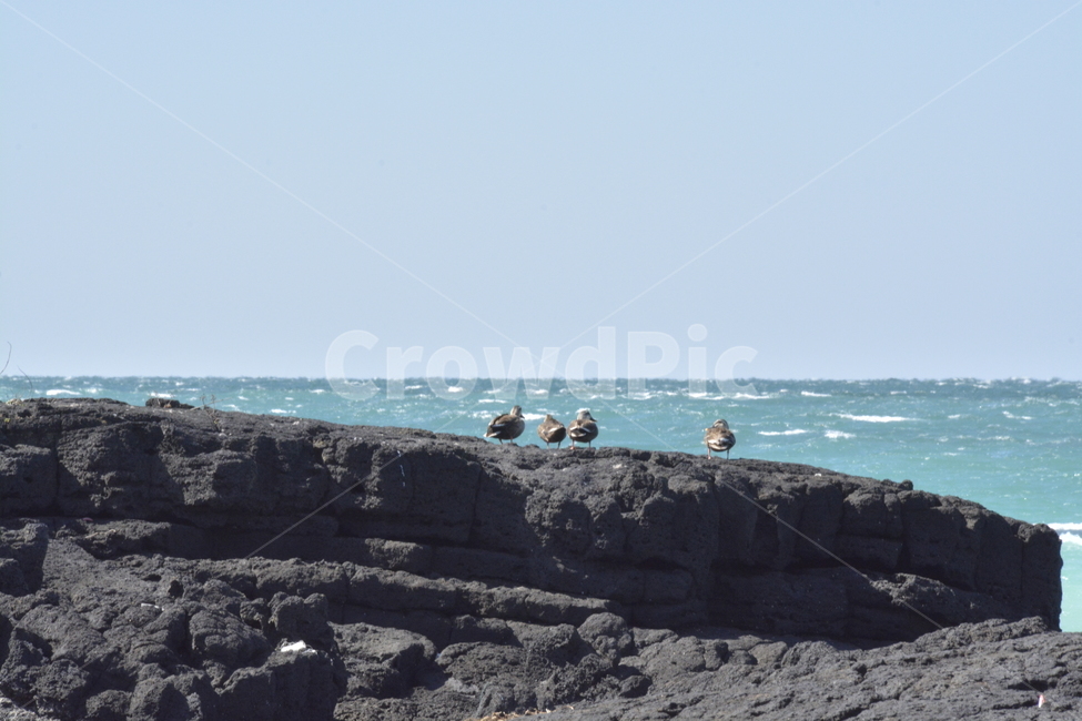 흰뺨검둥오리,새,탐조,바다,제주도,자연,풍경,nature,landscape