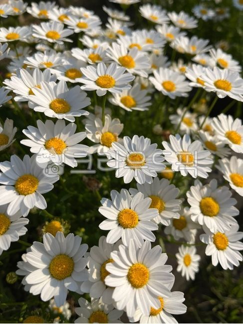 fried egg flower,daisy,flower,white,yellow,nature