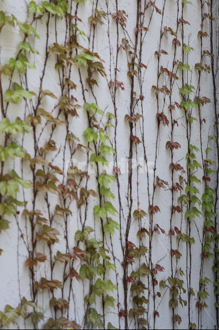 벽,담쟁이넝쿨,새잎,봄,그린,식물,자연,plants,nature