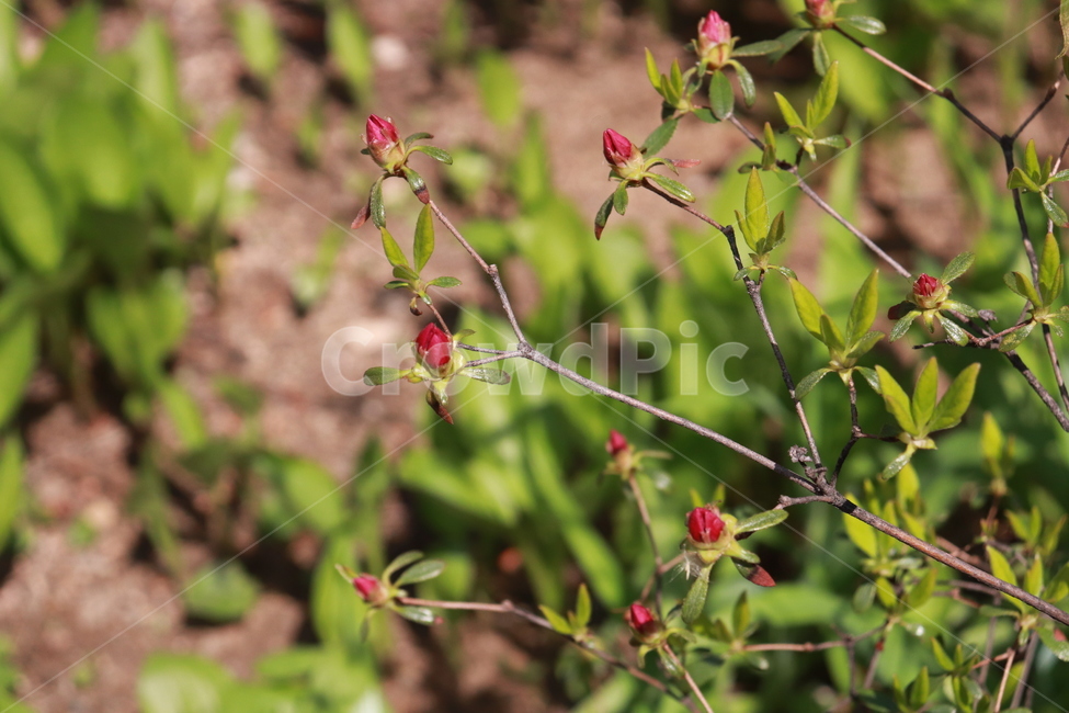꽃,잎,나무,자연,나뭇잎,식물,자연,plants,nature,꽃,flower