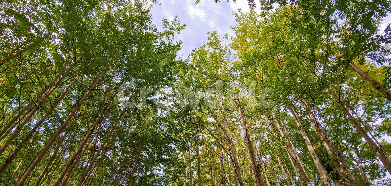 tree,나무,plant,식물,여름